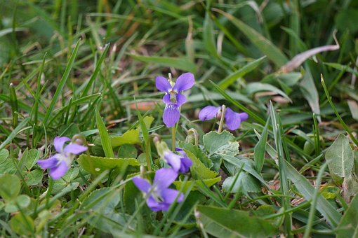 Free Violets Blooming photo and picture