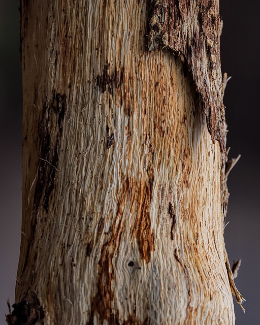 Holz, Textur, Material, Oberfläche