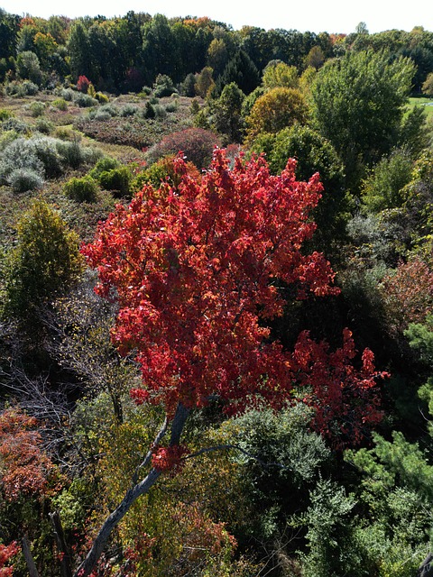 Free Autumn Leaves photo and picture