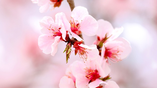 Flor, Rosa, Natureza, Verão, Primavera