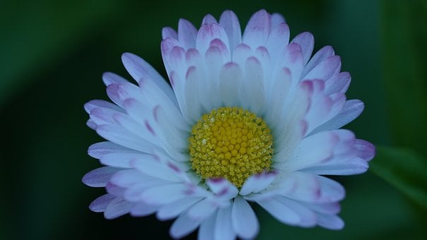 Gänseblümchen, Natur, Makrofotografie