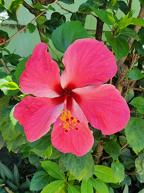 Free Flower Nature photo and picture