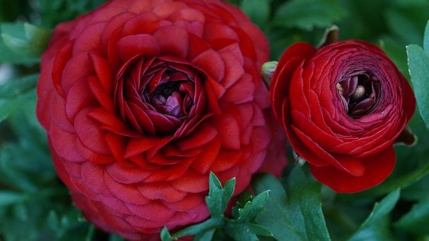 Rot, Blume, Ranunkel, Blütenblatt