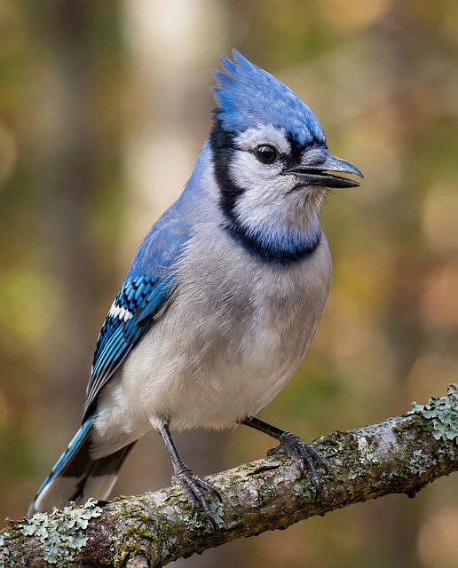 Download free HD stock image of Blue Jay Nature Free Blue Jay Nature photo and picture
