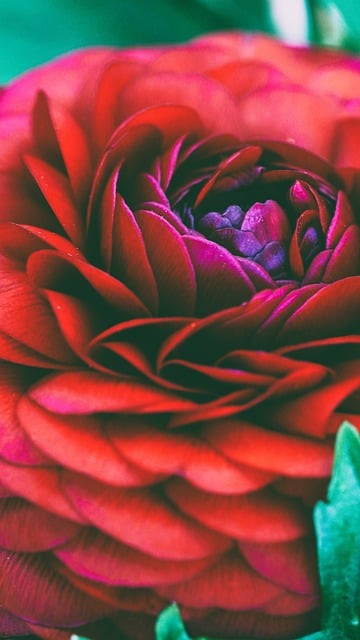 Blume, Rot, Natur, Schönheit, Rote Blume