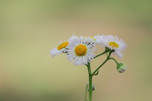 Gänseblümchen, Natur, Blume, Frühling