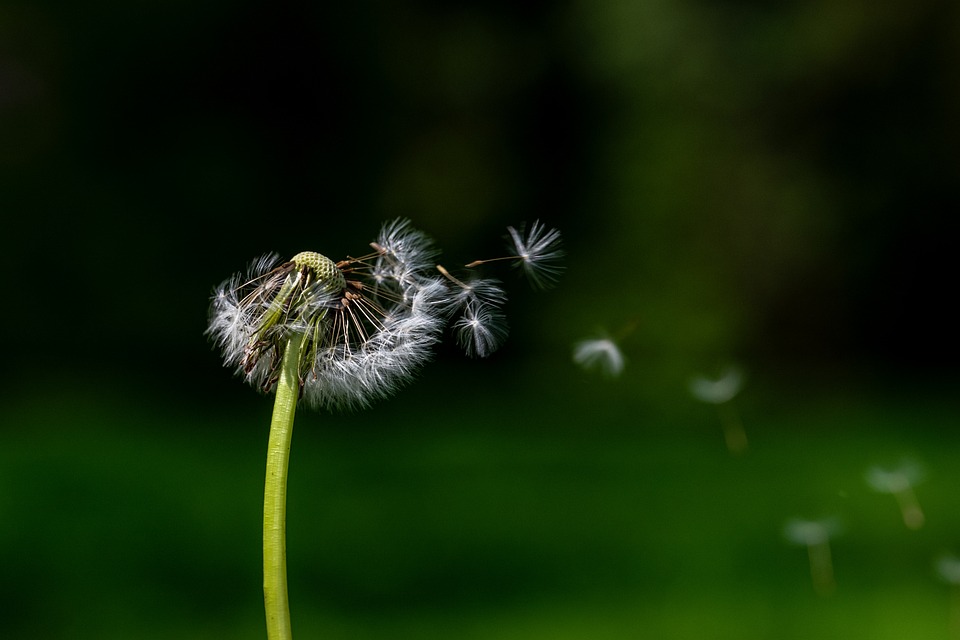 Dandelion Seeds Flower Seed - Free photo on Pixabay