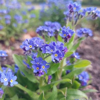 Free Spring Nature photo and picture