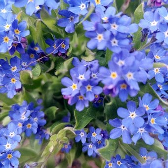 Free Forget-Me-Not Blue Flower photo and picture