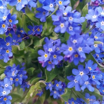Free Blue Forget-Me-Not photo and picture