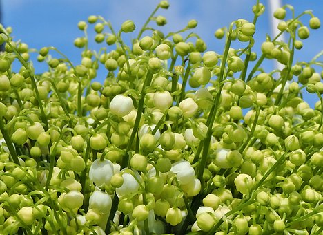 Blumen, Frühling, Maiglöckchen, Natur