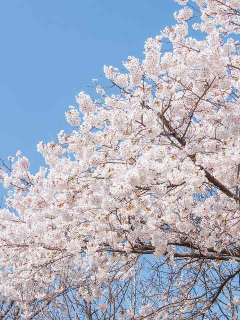 Cherry Blossom, Cer Albastru, Primăvară