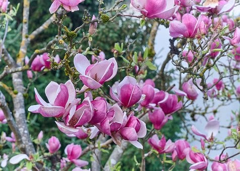 Magnolia, Natuur, De Lente, Bloesem