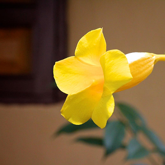 Blomst, Bell Formet, Stjerneformet, Gul