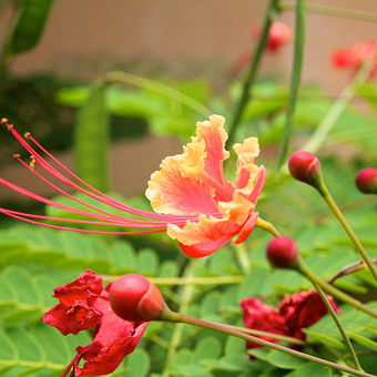 Pen Blomst, Blomst, Bloom