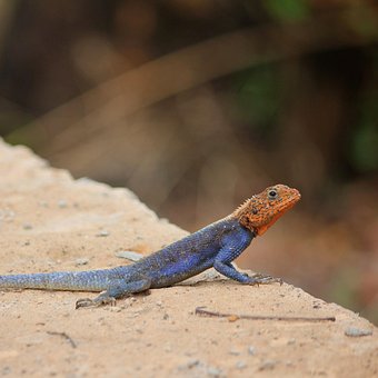 Øgle, Reptil, Gekko, Klatre, Klør