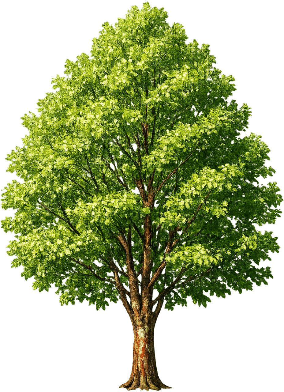 Aulne Arbre Rouge Bois - Photo gratuite sur Pixabay