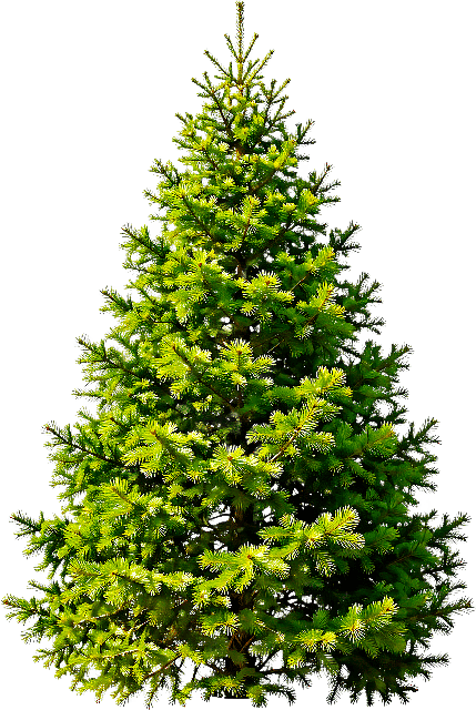 Free Spruce Tree Tree photo and picture