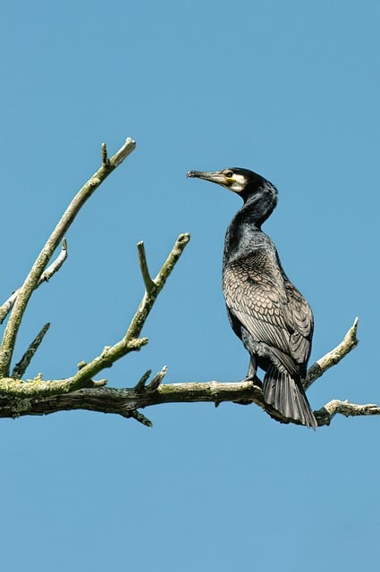 Kormoran, Vogel, Zweig, Blauer Himmel