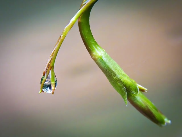Free Droplet Nature photo and picture