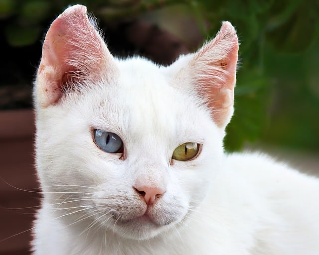 Free White Cat Beautiful Wallpaper photo and picture