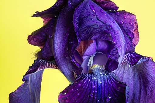 Free Flower Iris photo and picture