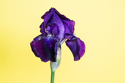 Free Flower Iris photo and picture