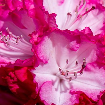 Free Rhododendron Flower photo and picture