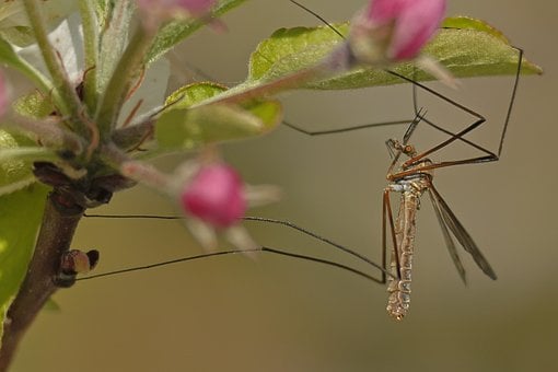 Natuur, Insect, Langpootmug, Bloem