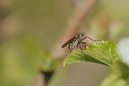 Natuur, Dier, Vlieg, Biodiversiteit