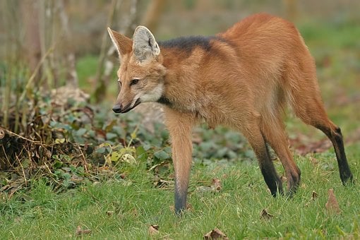 Manenwolf, Grasland, Natuur, Wild, Dier
