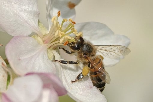 Bij, Bloem, Insect, Natuur, Bestuiving
