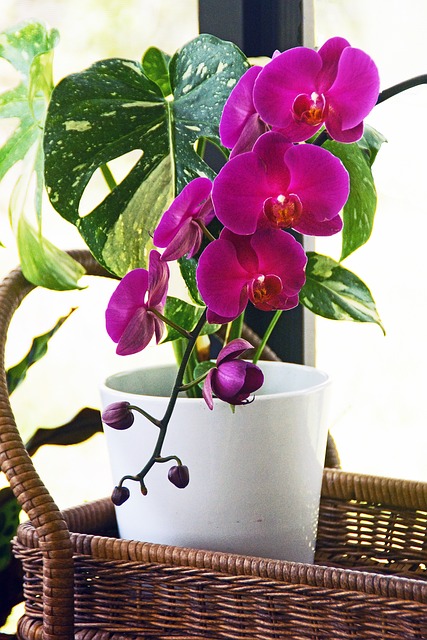 Free Orchid Flower photo and picture