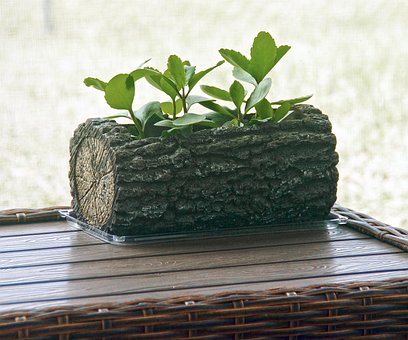 Free Seedling Nature photo and picture