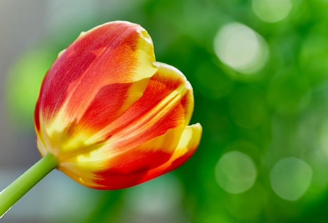 Tulpe, Blume, Natur, Blütenblätter