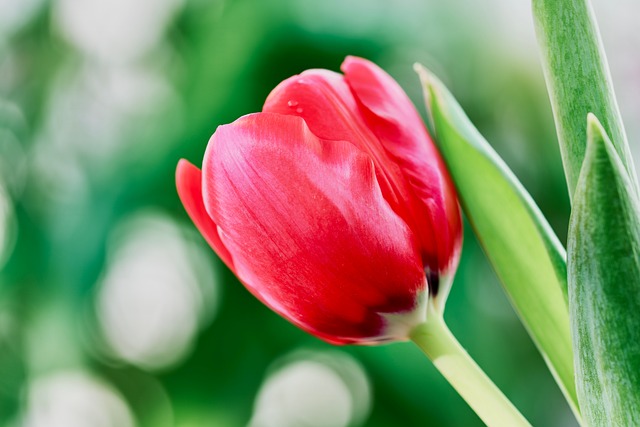 Tulpe, Schöne Blume, Natur