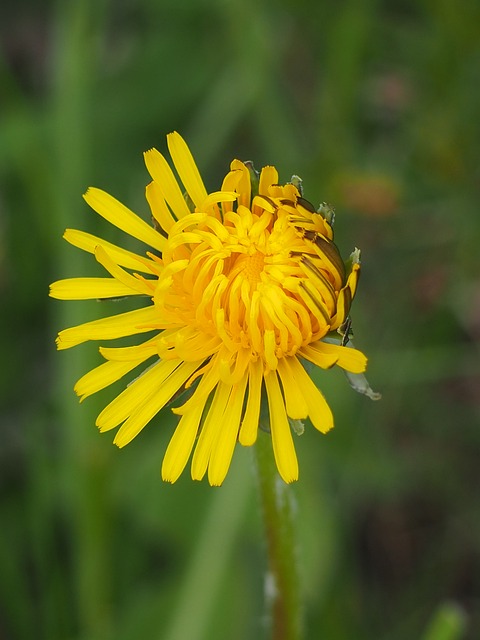 Löwenzahn, Natur, Blume, Blüte