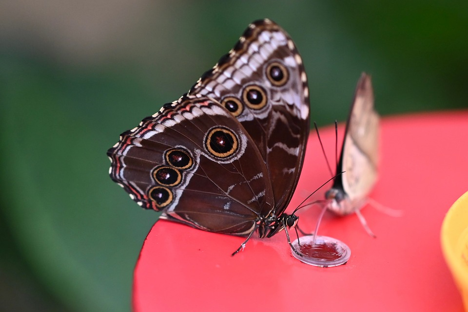 Flying Insects Butterfly Butterfly Insect Flying - Free photo on Pixabay