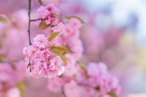 Sakura, Jar, Čerešňové Kvety, Ružová