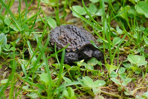 Free Baby Turtle Turtle photo and picture