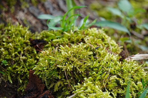 Free Moss Green Moss photo and picture