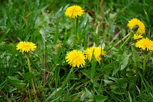 Free Dandelion Flower photo and picture