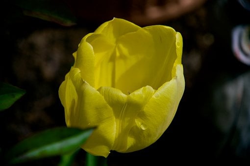 Free Nature Plant photo and picture