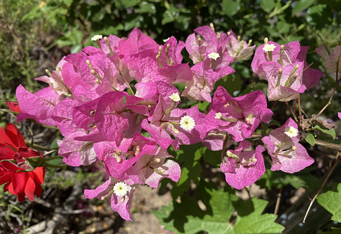 Free Bougainvillea Flower photo and picture