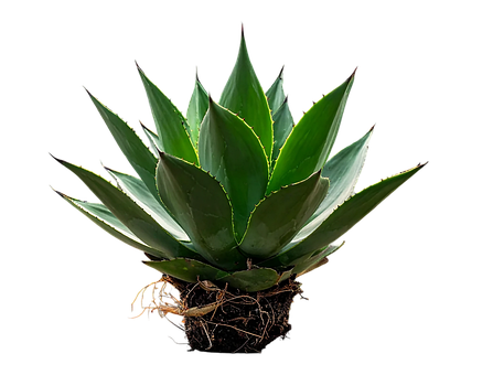 Free Plant Leaf photo and picture