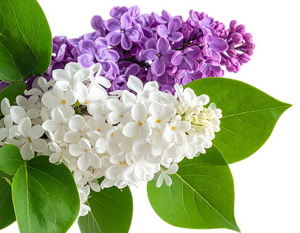 Free Flowers Lilac photo and picture