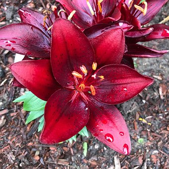Free Lily Flower photo and picture