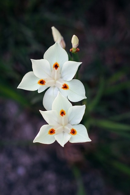 Bloemen, Witte Bloemen, Natuur, Zomer