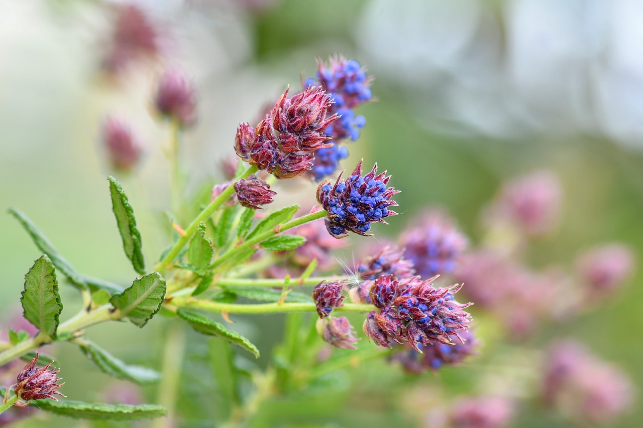 Flower Macro Photography Blue - Free photo on Pixabay