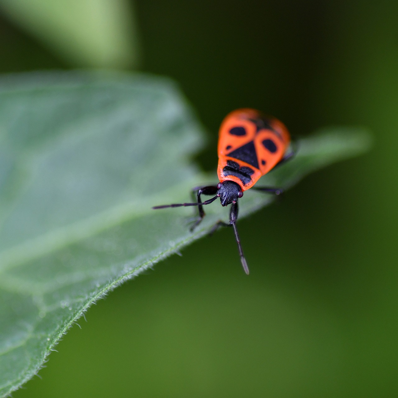 Nature Macro Insect - Free photo on Pixabay